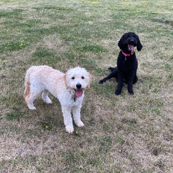 Meet your Posher, Elizabeth - Picture 1 of 1